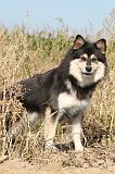 CHIEN FINNOIS DE LAPONIE 283